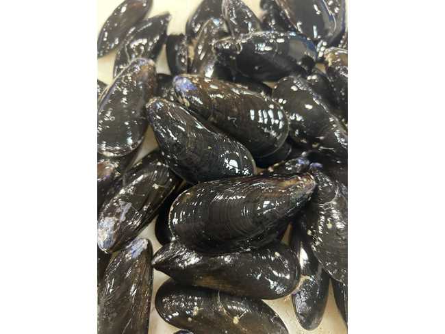Farmed Canadian Mussels - Newfoundland 10# bags